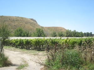 Tel, vineyards, olive groves