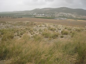 Harvested wheat fields like those Samson set on fire