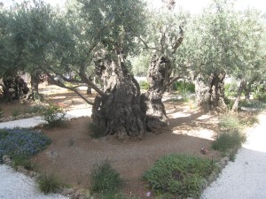 an old old olive tree